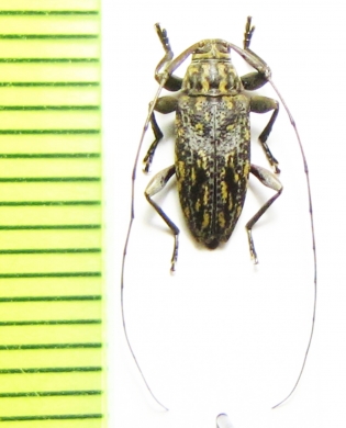 Atrypanius implexus  Peru - INSECTS-STORE.RU