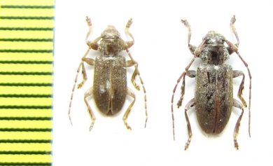 Estola hirsutella  Chile - INSECTS-STORE.RU