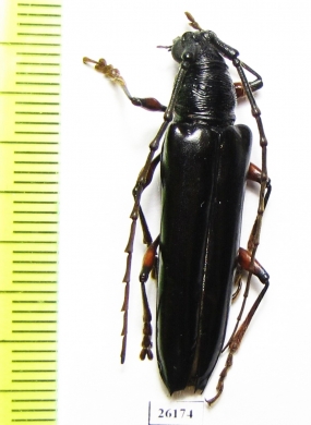 Cerambycidae sp.  Costa Rica - INSECTS-STORE.RU