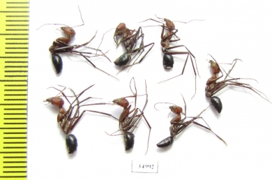 Formicidae sp.  Uzbekistan - INSECTS-STORE.RU
