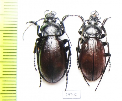 Carabus (Morphocarabus) aeruginosus  Russia, Burjatia reg. - INSECTS-STORE.RU