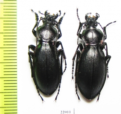 Carabus (Megodontus) violaceus purpurascens, pair  France - INSECTS-STORE.RU
