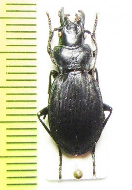 Carabus (Procechenochilus) heydenianus ssp.  Armenia - INSECTS-STORE.RU