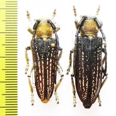 Mallosia scowitzi, pair  Armenia - INSECTS-STORE.RU