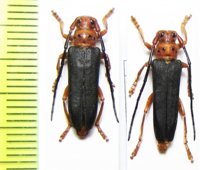 Phytoecia kurdistana, pair  Armenia - INSECTS-STORE.RU