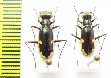 Hypaetha biramosa  Thailand - INSECTS-STORE.RU