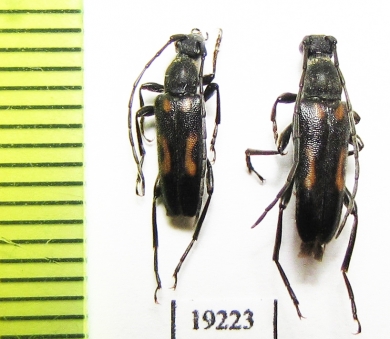 Anoplodera sexguttata  Russia, Tula reg. - INSECTS-STORE.RU