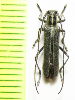 Eumecocera impustulata  Russia, Far East - INSECTS-STORE.RU