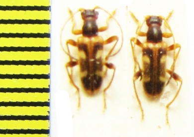 Pidonia puziloi  Russia, Far East - INSECTS-STORE.RU