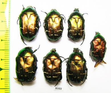 Cetonia aurata  Russia, Kaluga reg. - INSECTS-STORE.RU