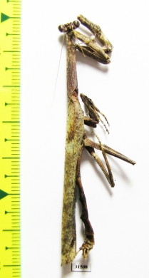 Mantodea sp.  Tanzania - INSECTS-STORE.RU