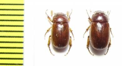 Melolonthinae sp., pair  Indonesia, Papua - INSECTS-STORE.RU