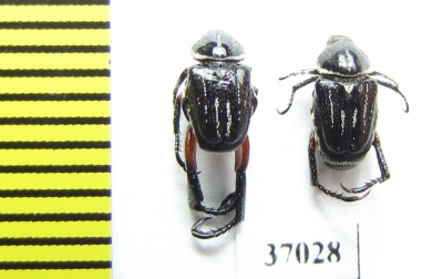Hopliini sp., pair  South Africa Rep. - INSECTS-STORE.RU