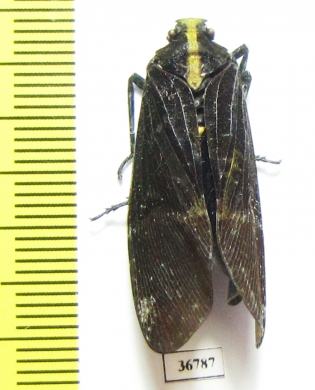 Homoptera sp.  Ecuador - INSECTS-STORE.RU