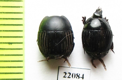 Exorhabdus tropicalis  Zambia - INSECTS-STORE.RU