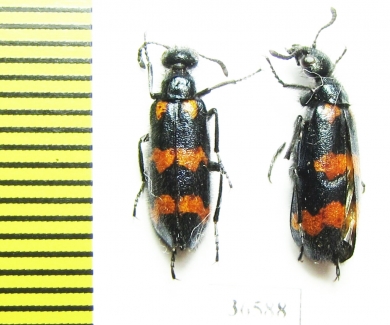 Meloidae sp.  China, Sichuan prov. - INSECTS-STORE.RU