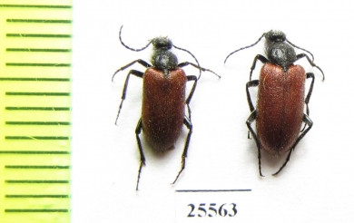 Meloidae sp.  South Africa Rep. - INSECTS-STORE.RU