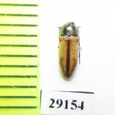 Xantheremia prepsli  Oman - INSECTS-STORE.RU