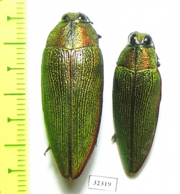 Steraspis sp.  Tanzania - INSECTS-STORE.RU