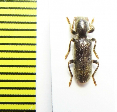 Cleridae sp.  Malaysia, Borneo - INSECTS-STORE.RU