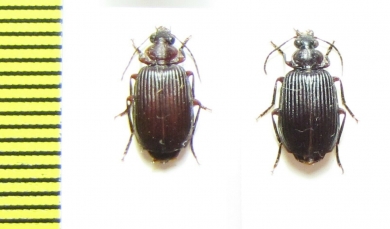 Carabidae sp.  Malawi - INSECTS-STORE.RU