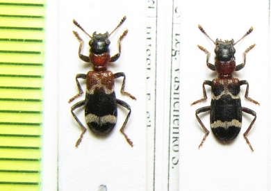 Thanasimus substriatus  Russia, Far East - INSECTS-STORE.RU