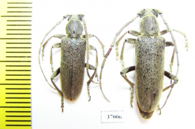 Cerambycidae sp., pair  South Africa Rep. - INSECTS-STORE.RU