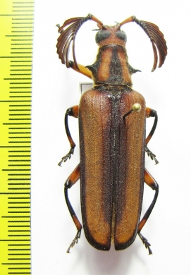 Plectogaster sp.  Gabon - INSECTS-STORE.RU