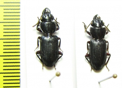 Carabidae sp.  Malaysia - INSECTS-STORE.RU