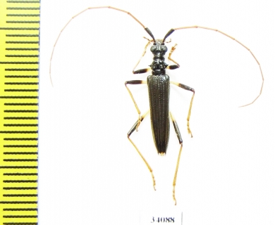 Novantinoe sp.  Ecuador - INSECTS-STORE.RU