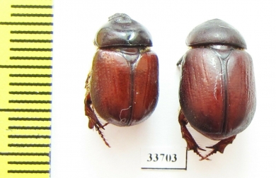Neodon pecuarius, pair  Australia - INSECTS-STORE.RU