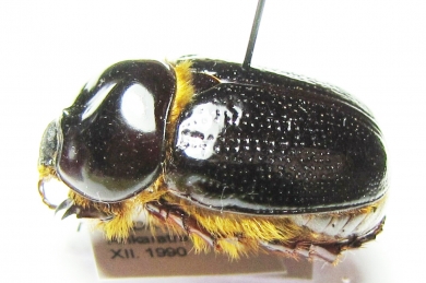 Dynastinae sp.  Madagascar - INSECTS-STORE.RU