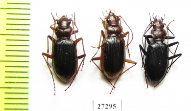 Carabidae sp.  Uzbekistan - INSECTS-STORE.RU