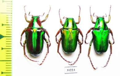 Pygora sp.  Madagascar - INSECTS-STORE.RU