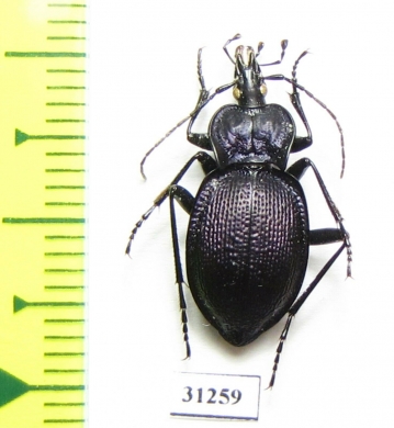 Scaphinotus petersi catalinae  USA - INSECTS-STORE.RU