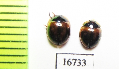 Tenebrionidae sp.  Indonesia, Sumatra - INSECTS-STORE.RU