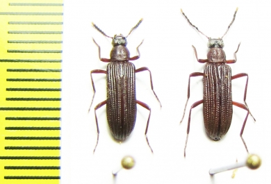 Tenebrionidae sp.  Malaysia - INSECTS-STORE.RU