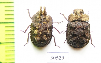 Tenebrionidae sp., pair  Malaysia, Borneo - INSECTS-STORE.RU