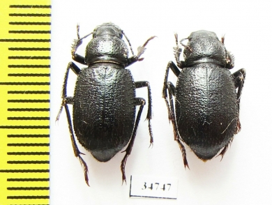 Diesia quadridentata auliensis  Kazakhstan - INSECTS-STORE.RU