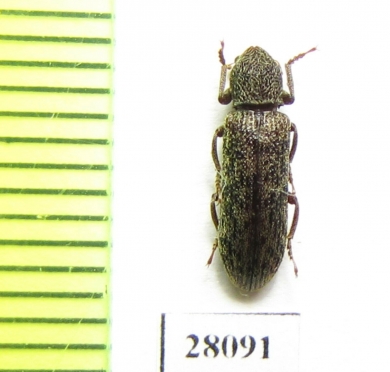 Tenebrionidae sp.  China, Sichuan prov. - INSECTS-STORE.RU