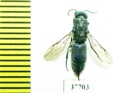 Chrysididae sp.  Russia, Tver reg. - INSECTS-STORE.RU