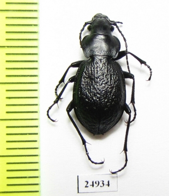 Calosoma depressicolle  Mexico - INSECTS-STORE.RU
