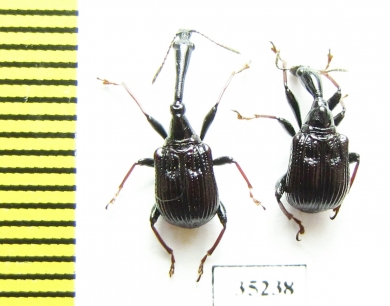 Paracycnotrachelus chinensis, pair  Russia, Far East - INSECTS-STORE.RU