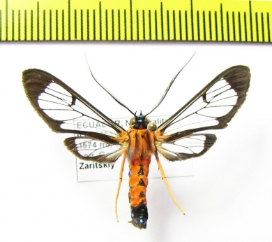 Erebidae sp.  Ecuador - INSECTS-STORE.RU