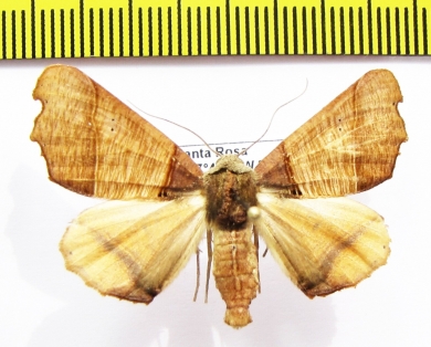 Noctuidae sp.  Bolivia - INSECTS-STORE.RU