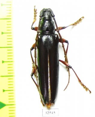 Cerambycidae sp.  Costa Rica - INSECTS-STORE.RU