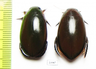 Cybister sp., pair  Indonesia, Java - INSECTS-STORE.RU