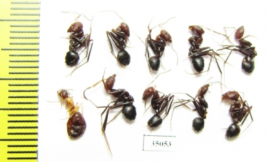 Formicidae sp.  Uzbekistan - INSECTS-STORE.RU