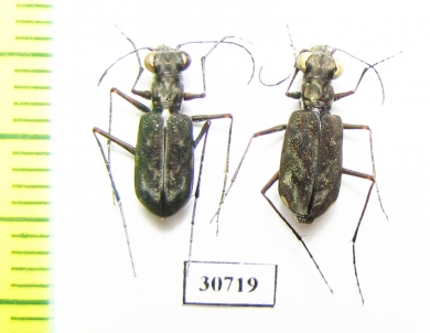 Oceanella sp., pair  Fiji, Taveuni isl. - INSECTS-STORE.RU