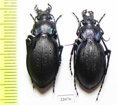 Carabus (Mesocarabus) problematicus  France - INSECTS-STORE.RU